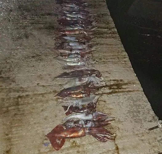 Nikos Meltemi Family Penthouse Appartement *